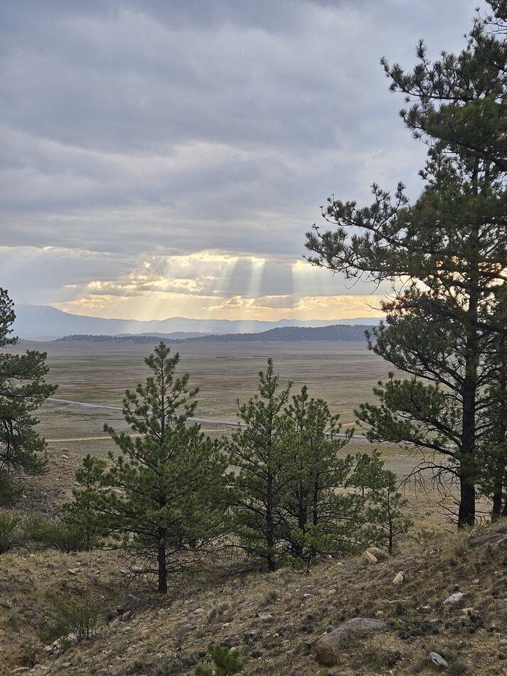 A lone pine on the open prairie with distant mountains