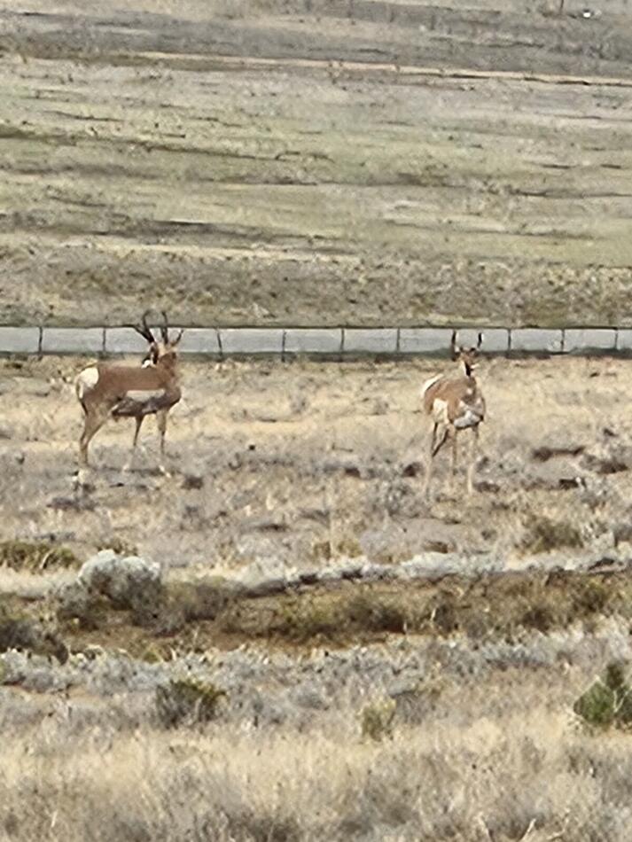 A pronghorn antelope standing on the prairie
