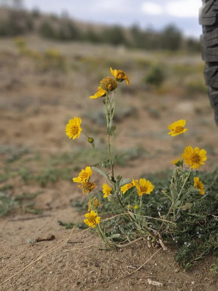 Yellow wildflowers blooming across the prairie